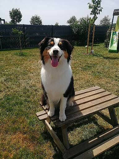 Rubis participe au concours pour gagner de l'argent avec cette photo : bernese_mountain_dog, carnivore, cloud, companion_dog, dog, dog_breed, door, grass, herding_dog, outdoor_bench, outdoor_furniture, plant, sky, sporting_group, tree, working_dog, yard