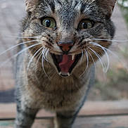 Mou is registered to the contest to win money with this photo: cat, tabby_cat, close_up, animal, pet, whiskers, feline, mouth_open, outdoor, fur, green_eyes, curious, portrait, expressive, nature, mammal, cute, domestic_animal, face, alert