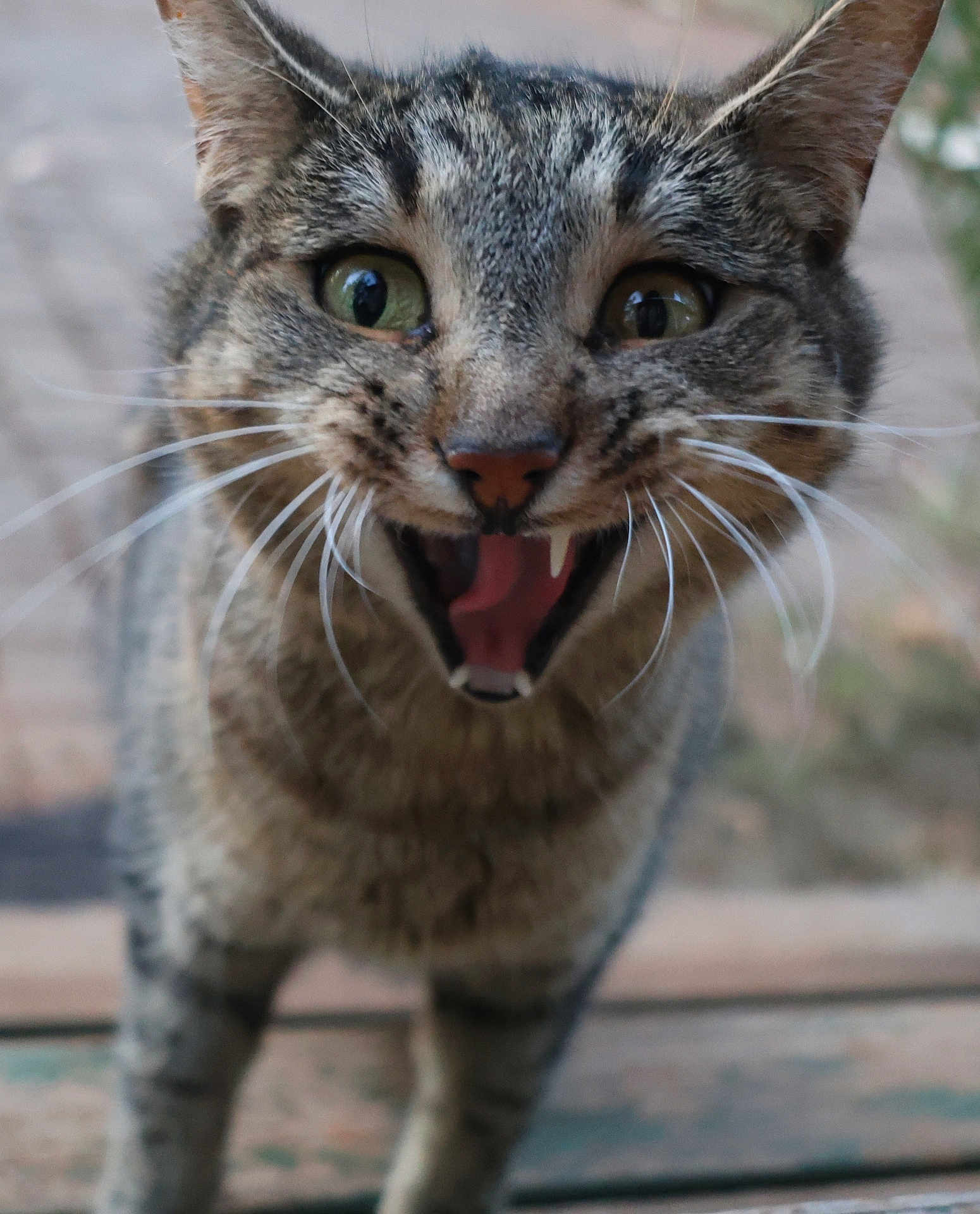 Mou is registered to the contest to win money with this photo: cat, tabby_cat, close_up, animal, pet, whiskers, feline, mouth_open, outdoor, fur, green_eyes, curious, portrait, expressive, nature, mammal, cute, domestic_animal, face, alert