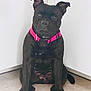 alert, animal, black_dog, cabinet, canine, collar, dog, domestic_animal, ears_up, floor, fur, indoor, looking_at_camera, paw, pet, pink_collar, quiet, sitting, tile_floor, young_dog