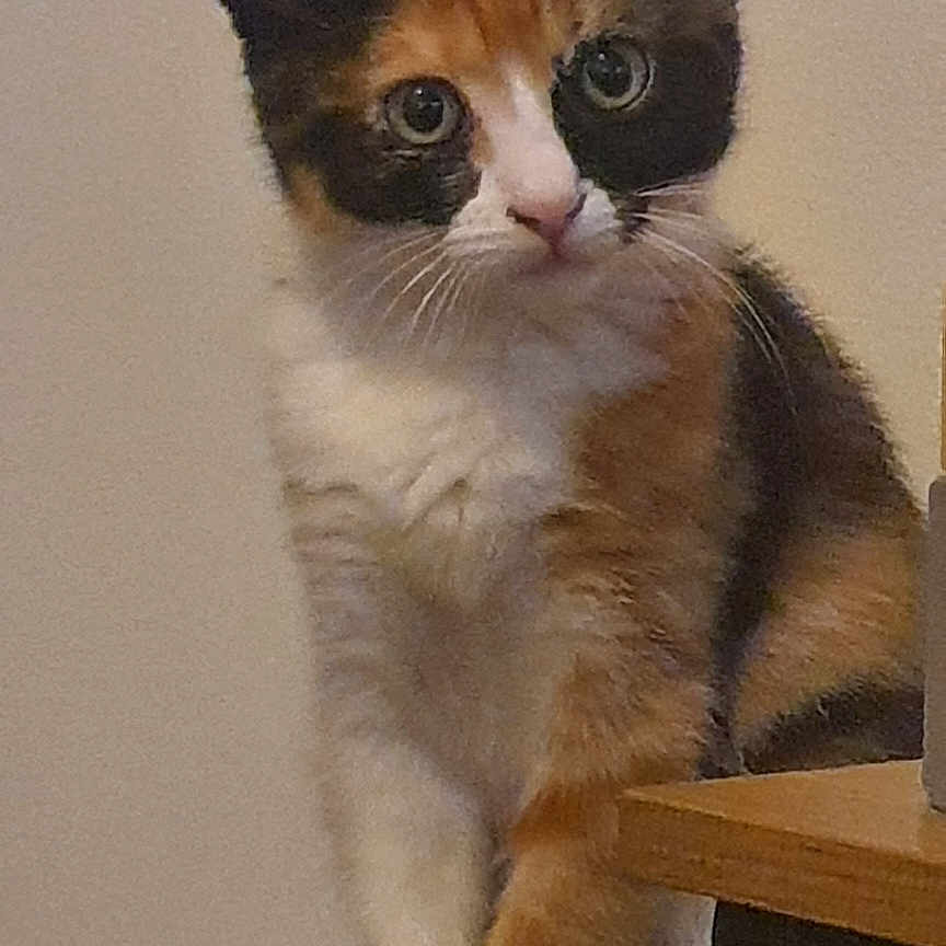 Abysse a rejoint le concours — aidez-le/la à gagner de superbes lots ! abyssinian, angora, animal, cat, chair, desk, furniture, hardwood, kitten, manx, pet, plywood, siamese, table, wood
