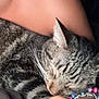 Patchy is registered to the contest to win money with this photo: animal, arm, beads, bracelet, calm, cat, closeup, cozy, cute, domestic_animal, ear, friendship, fur, indoor, person, pet, resting, sleeping, tabby, whiskers