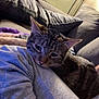 blanket, cat, companion, couch, cozy, cute, fur, furniture, home, indoor, lamp, person_leg, pet, pillows, relaxation, resting, sleepy, soft, tabby, warm_light