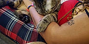 Patchy joined the competition — help win amazing prizes! animal, arm, bracelet, cat, closeup, cozy, cuddle, dog_tail, feline, fur, hand, indoor, person, pet, plaid_blanket, red_clothing, relaxation, resting, tabby, tattoo