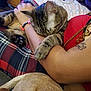 animal, arm, bracelet, cat, closeup, cozy, cuddle, dog_tail, feline, fur, hand, indoor, person, pet, plaid_blanket, red_clothing, relaxation, resting, tabby, tattoo