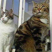 Leo Et Ouki a rejoint le concours — aidez-le/la à gagner de superbes lots ! animals, cat, companions, curious, domestic_cat, ears, feline, fur, household, indoor, looking_away, pets, plants, relaxed, sitting, sunlight, tabby_cat, whiskers, white_cat, window