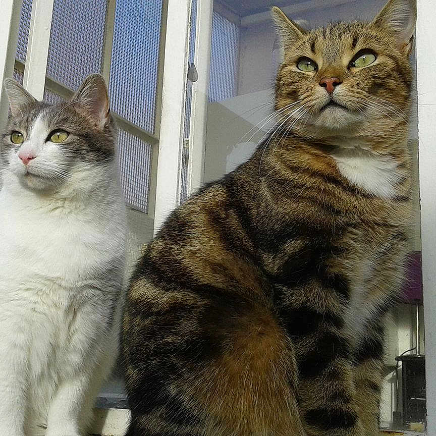 Leo Et Ouki a rejoint le concours — aidez-le/la à gagner de superbes lots ! animals, cat, companions, curious, domestic_cat, ears, feline, fur, household, indoor, looking_away, pets, plants, relaxed, sitting, sunlight, tabby_cat, whiskers, white_cat, window
