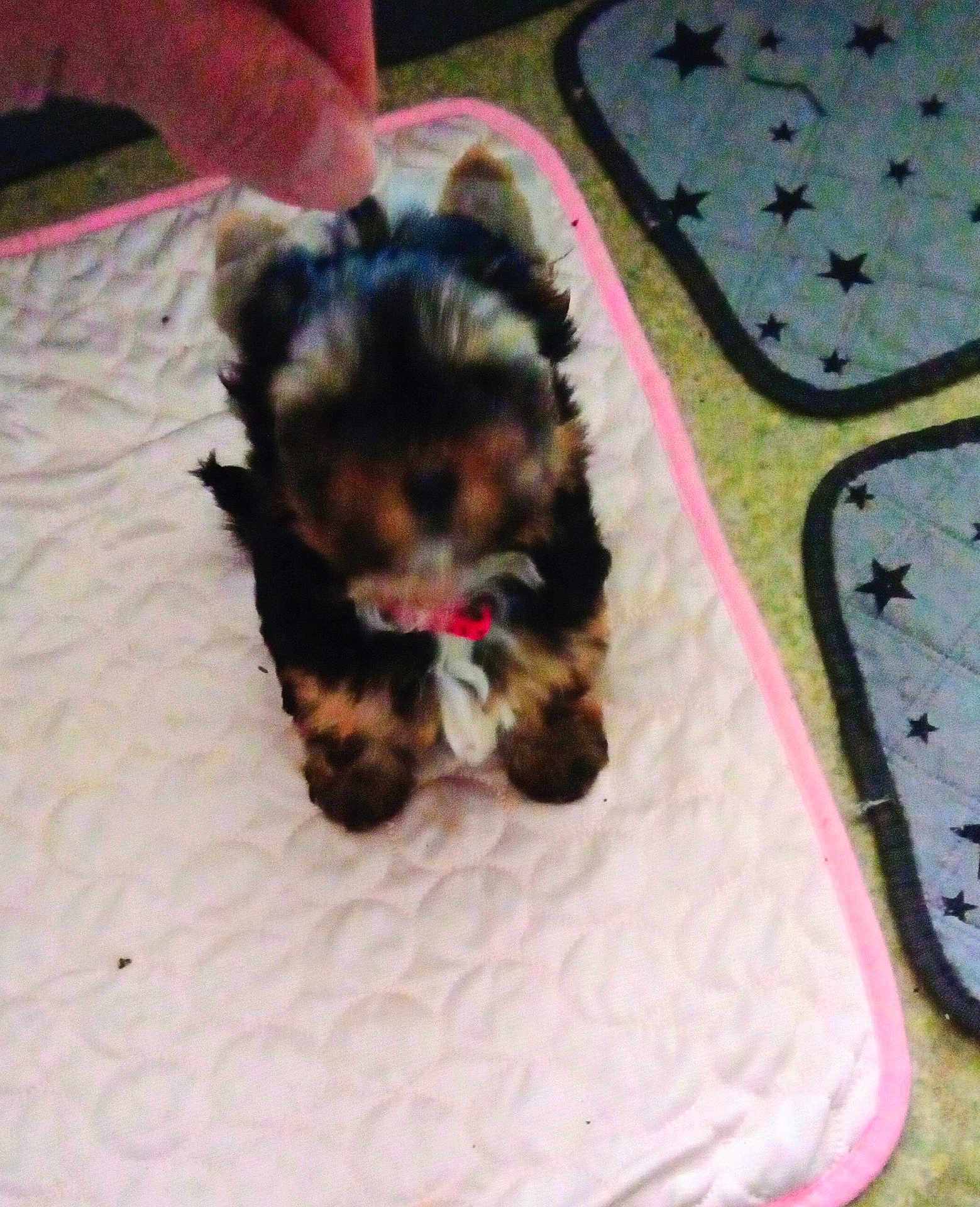 Douchka a rejoint le concours — aidez-le/la à gagner de superbes lots ! animal, black_fur, brown_fur, carpet, closeup, cute, dog, floor, hand, indoor, mat, paw, pet, pink_border, playing, puppy, quilted, small_dog, star_pattern, toy