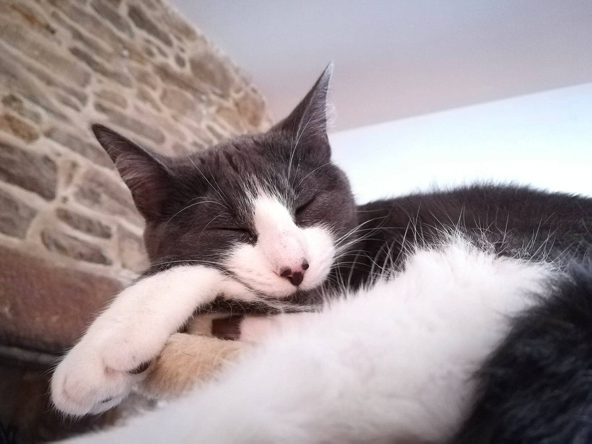 Pastaga participe au concours pour gagner de l'argent avec cette photo : aegean_cat, black_and_white, carnivore, cat, cloud, domestic_short_haired_cat, ear, european_shorthair, felidae, fur, kitten, nap, nose, paw, polydactyl_cat, sky, sleep, small_to_medium_sized_cats, snout, whiskers