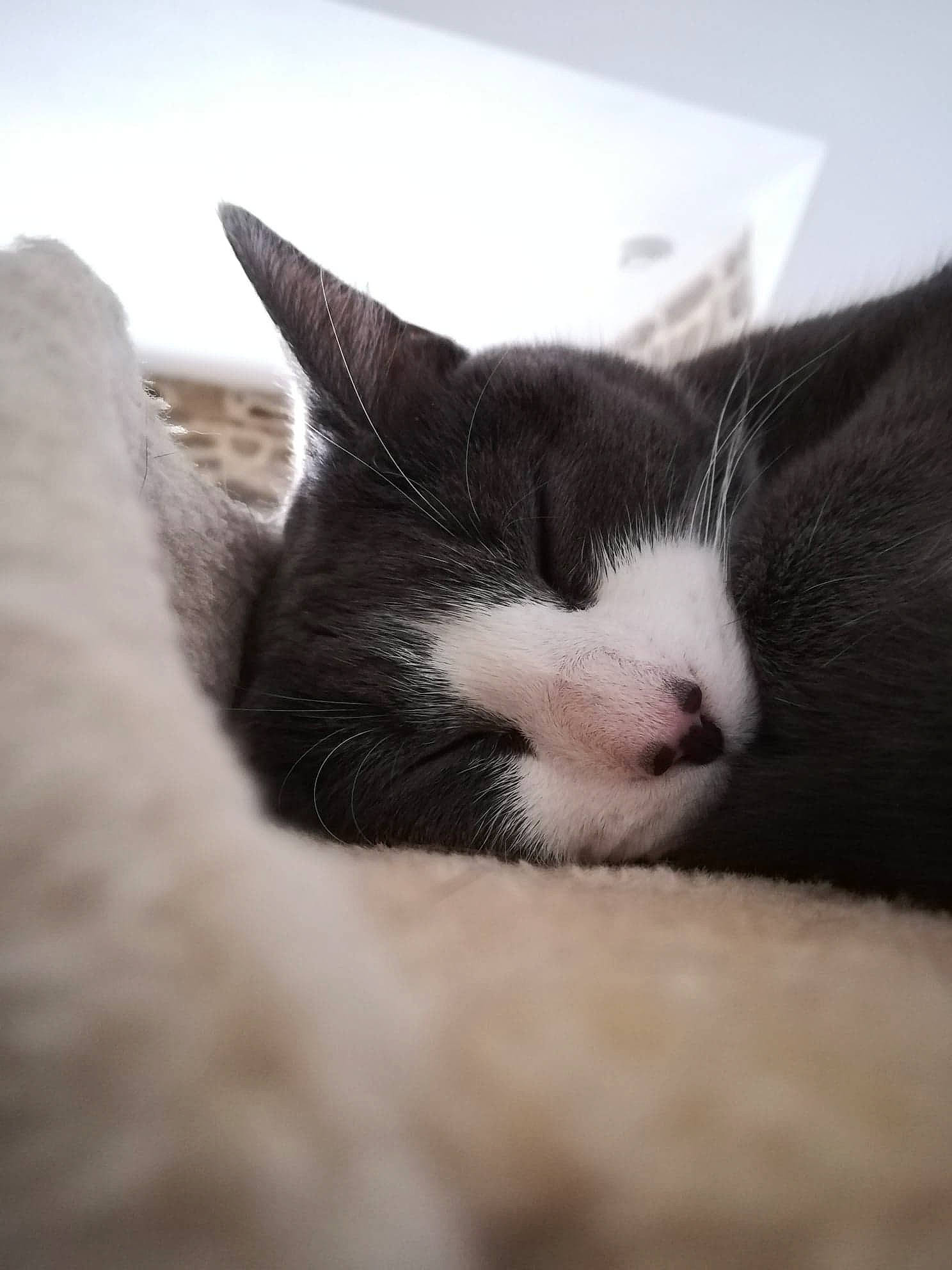 Pastaga participe au concours pour gagner de l'argent avec cette photo : black_and_white, carnivore, cat, domestic_short_haired_cat, ear, eye, felidae, fur, kitten, nap, nose, sky, sleep, small_to_medium_sized_cats, snout, whiskers