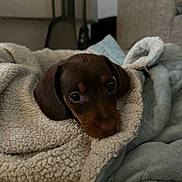 Rikiki a rejoint le concours — aidez-le/la à gagner de superbes lots ! animal, blanket, brown, comfort, cozy, cute, dachshund, dog, face, fur, home, indoor, pet, puppy, resting, sleepy, snuggle, soft, warm, young