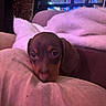 Rikiki participe au concours pour gagner de l'argent avec cette photo : animal, blanket, brown, closeup, cozy, cute, dachshund, dog, fur, head, indoor, pet, pillow, puppy, relaxed, resting, sleepy, snuggling, soft, warm_lighting