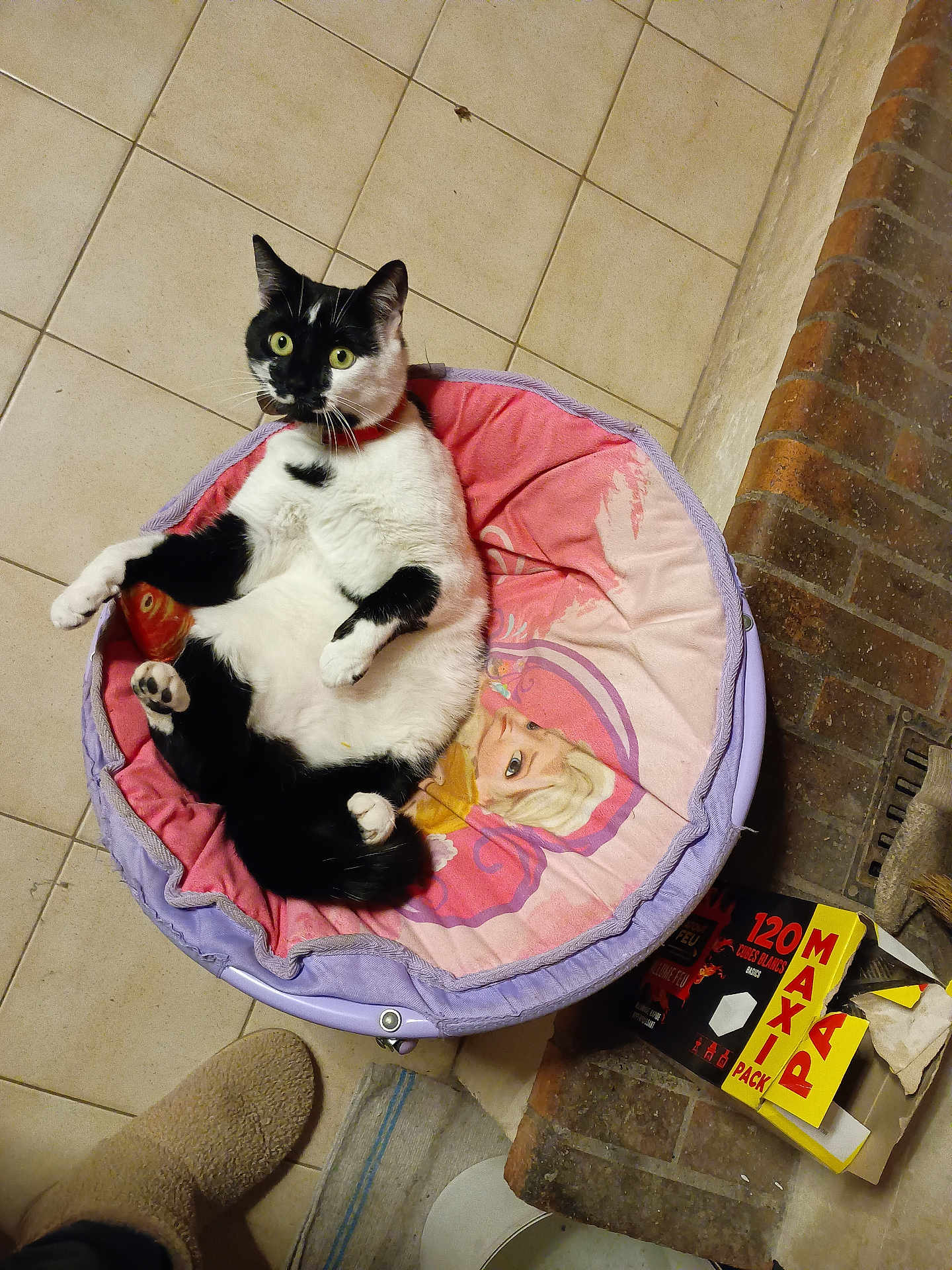 Mimite a rejoint le concours — aidez-le/la à gagner de superbes lots ! cat, black_and_white_cat, pet_bed, pink_bed, cartoon_character, floor_tiles, brick_wall, slipper, footwear, box, indoor, pet, animal, curious, relaxed, cozy, feline, paw, whiskers, collar