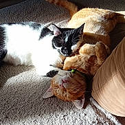 Mimite participe au concours pour gagner de l'argent avec cette photo : cat, cats, black_and_white_cat, ginger_cat, sleeping, snuggling, indoor, blanket, sunlight, cozy, pet, animal, feline, resting, cute, fur, collar, close_up, companion, relaxation