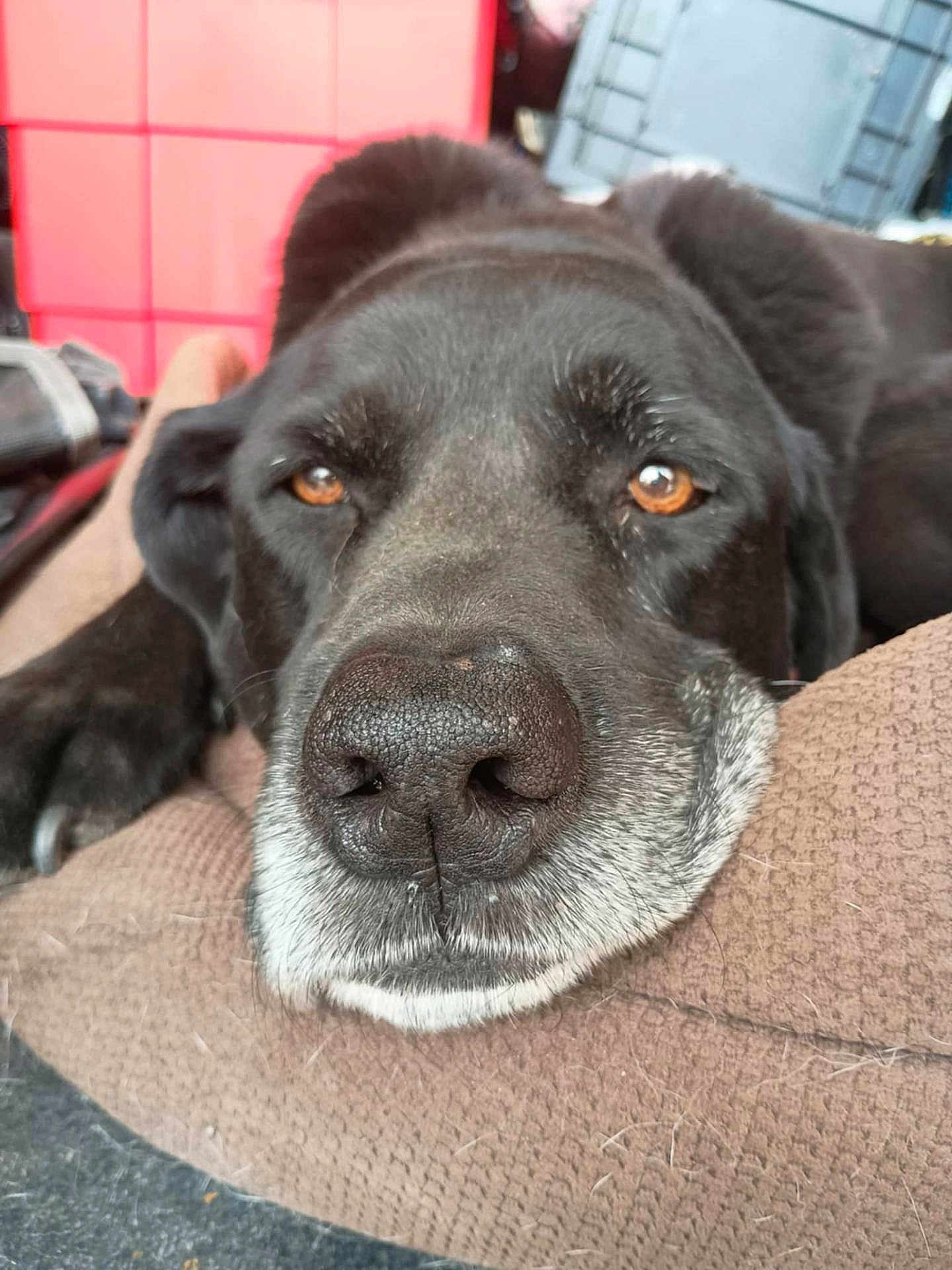 Slider a rejoint le concours — aidez-le/la à gagner de superbes lots ! dog, black_dog, close_up, resting, brown_eyes, nose, cushion, indoor, pet, animal, fur, whiskers, relaxed, snout, paw, texture, comfort, sleepy, portrait, household