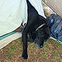 dog, black_dog, sleeping, tent, camping, grass, outdoor, resting, collar, nature, pet, animal, relaxing, paw, ground, shade, fabric, zipper, leisure, daytime