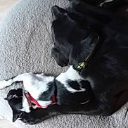 Slider a rejoint le concours — aidez-le/la à gagner de superbes lots ! animal, black_and_white_cat, black_dog, cat, collar, companion, cozy, dog, domestic, feet, floor, fur, home, indoor, pet_bed, red_harness, relaxing, resting, slippers, wooden_floor