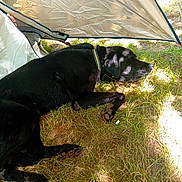 Slider a rejoint le concours — aidez-le/la à gagner de superbes lots ! dog, black_dog, lying_down, grass, outdoor, shade, sunlight, tent, canopy, collar, resting, pet, nature, animal, relaxing, shadow, daytime, sleeping, mammal, summer