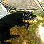 dog, black_dog, lying_down, grass, outdoor, shade, sunlight, tent, canopy, collar, resting, pet, nature, animal, relaxing, shadow, daytime, sleeping, mammal, summer