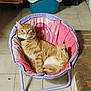 bed, brick_wall, cat, collar, cozy, cushion, domestic_animal, feline, household, indoor, looking_at_camera, lounging, orange_tabby, paw, pet, portrait, relaxed, round_chair, tiled_floor, whiskers