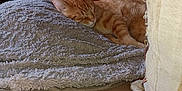 José participe au concours pour gagner de l'argent avec cette photo : animal, blanket, calm, cat, comfort, couch, cozy, feline, fur, home, indoor, nap, orange_tabby, pet, quiet, relaxing, resting, sleeping, soft, texture
