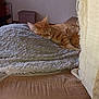 José participe au concours pour gagner de l'argent avec cette photo : cat, orange_tabby, sleeping, blanket, couch, indoor, pet, relaxing, feline, cozy, fur, resting, home, animal, soft, comfort, quiet, calm, nap, texture