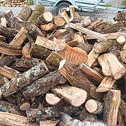 José participe au concours pour gagner de l'argent avec cette photo : cat, dog, firewood, logs, outdoor, nature, greenery, trailer, animal, pet, woodpile, fur, collar, curious, tabby_cat, husky, gravel, tree, stack, rural