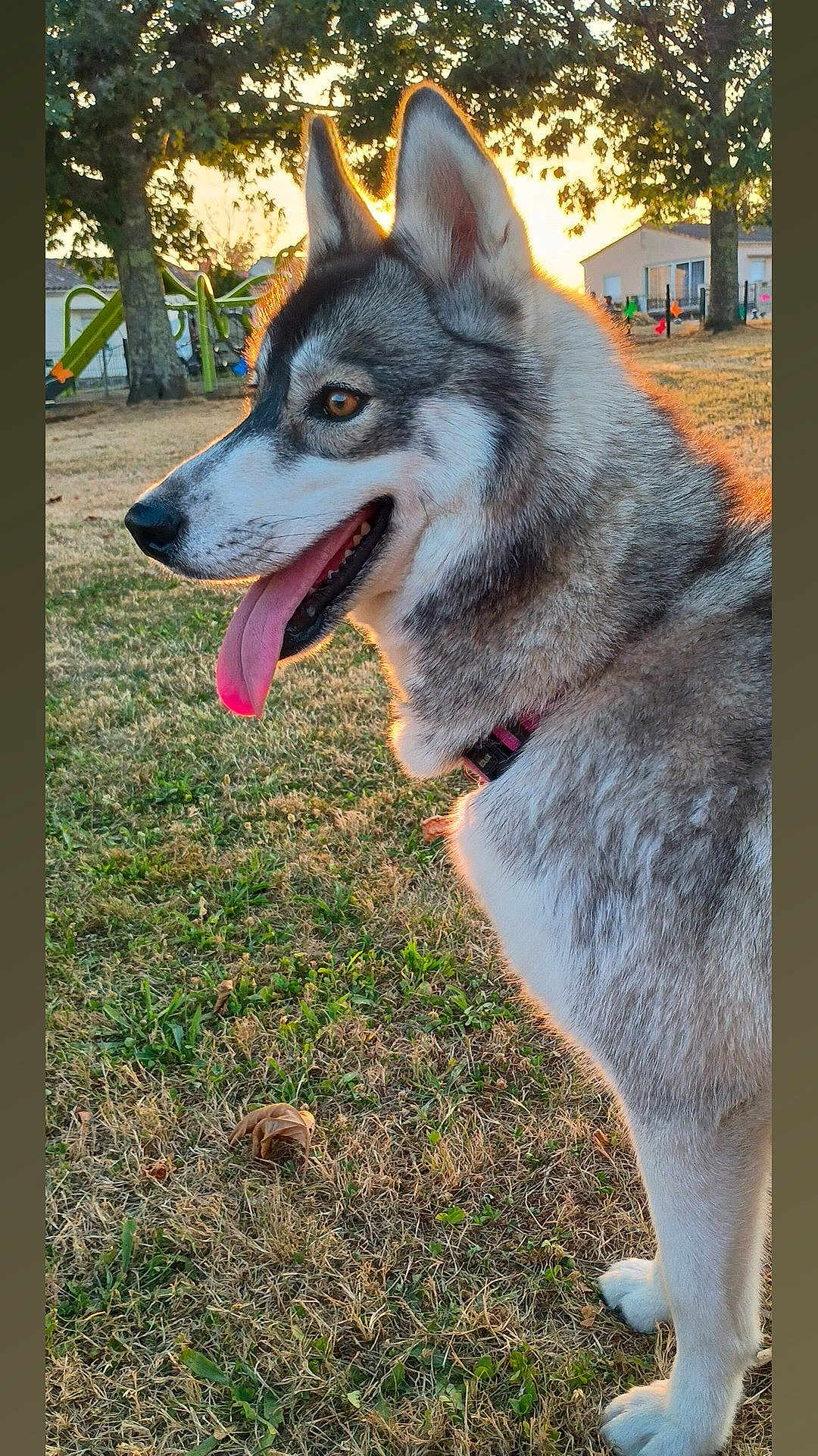 Ukane a rejoint le concours — aidez-le/la à gagner de superbes lots ! dog, husky, tongue_out, outdoor, grass, sunset, park, playground, tree, house, fur, pet, animal, canine, collar, side_view, happy, ears_up, nature, daylight
