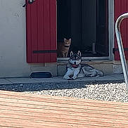 Ukane participe au concours pour gagner de l'argent avec cette photo : animal, building, cat, collar, curious, dog, doorway, gravel, home, husky, open_door, outdoor, pet, quiet, red_shutters, relaxed, shadow, step, sunlight, wooden_deck