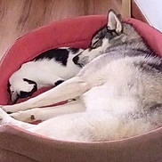 Ukane participe au concours pour gagner de l'argent avec cette photo : dog, cat, pet_bed, sleeping, cozy, indoor, wooden_floor, furniture, black_and_white_cat, grey_dog, resting, animal, domestic, companions, relaxation, home, peaceful, cute, snuggling, pets