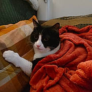 Babe a rejoint le concours — aidez-le/la à gagner de superbes lots ! cat, black_and_white, blanket, plaid, couch, cozy, indoor, pet, feline, fur, relaxed, snuggled, comfort, paw, whiskers, resting, soft, home, animal, cute