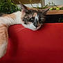 cat, calico_cat, feline, pet, indoor, relaxed, red_couch, plant, greenery, fur, whiskers, resting, closeup, domestic_animal, animal, cute, lazy, home, soft_light, cozy