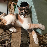 Bulle a rejoint le concours — aidez-le/la à gagner de superbes lots ! cat, calico_cat, feline, pet, indoor, cushion, striped, fabric, relaxed, resting, triangular_pillow, green_pillow, fur, whiskers, ears, eyes, paws, tail, home, cozy