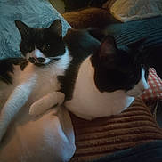 Cacahuète participe au concours pour gagner de l'argent avec cette photo : cat, black_and_white, pet, animal, feline, indoor, couch, blanket, pillow, resting, relaxed, fur, whiskers, ears, domestic_animal, companion, cute, sleeping, soft_lighting, cozy