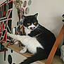Cacahuète participe au concours pour gagner de l'argent avec cette photo : cat, black_and_white, feline, pet, indoor, shelf, decor, wall_art, leg_up, whiskers, yellow_eyes, curious, wood, home, furniture, animal, cute, relaxed, modern, playful