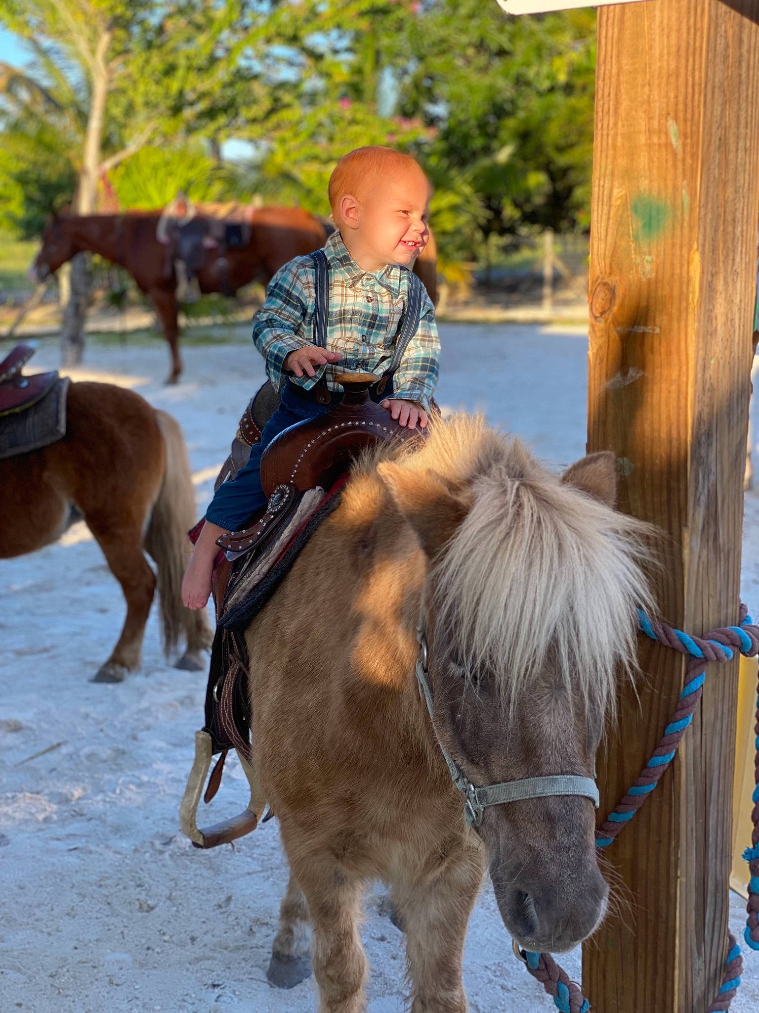 Joziah joined the competition — help win amazing prizes! bit, bridle, equestrian_sport, equestrianism, halter, horse, horse_supplies, horse_tack, mammal, mane, pack_animal, person, recreation, rein, saddle, sorrel, temple, toddler, tree, vertebrate