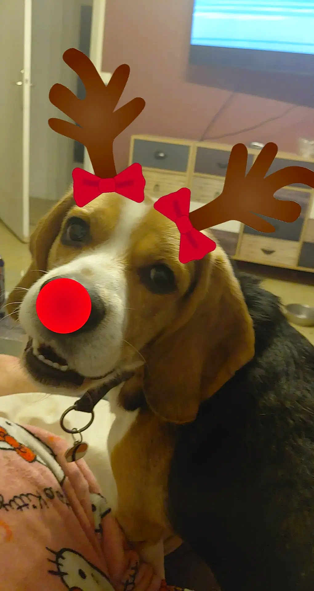 Sushi participe au concours pour gagner de l'argent avec cette photo : dog, beagle, reindeer_antlers, red_bows, red_nose, indoor, pet, cute, holiday_theme, blanket, television, furniture, collar, tag, canine, brown, black, white, ears, animal