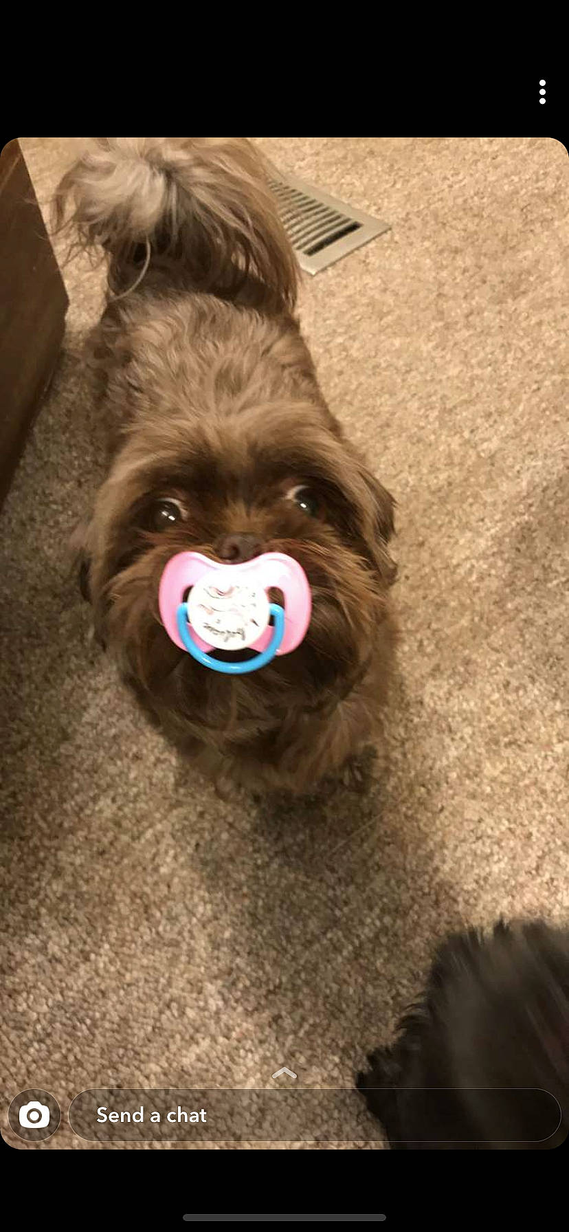 Evee Lynelle joined the competition — help win amazing prizes! brown, canidae, companion_dog, dog_breed, fawn, fur, liver, natural_material, orangutan, primate, sporting_group, terrestrial_animal, wood, wrinkle