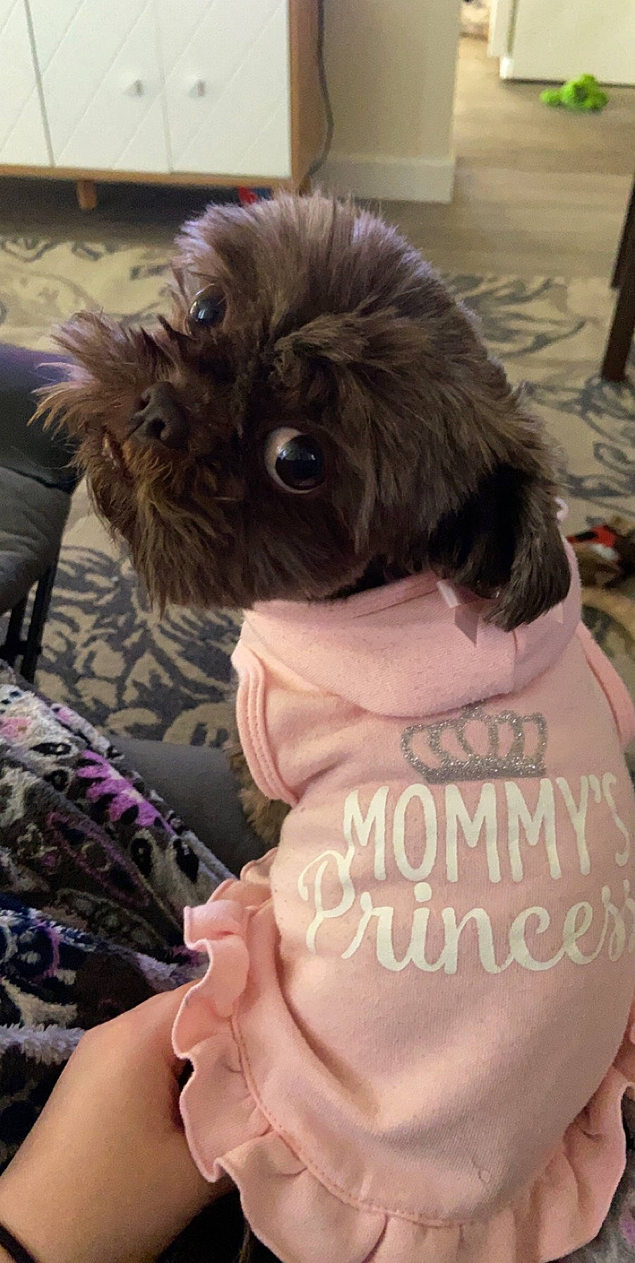 Evee Lynelle is registered to the contest to win money with this photo: canidae, carnivore, companion_dog, dog, dog_breed, dog_clothes, dog_supply, ear, fawn, fur, hat, liver, puppy_love, small_terrier, snout, sporting_group, terrier, toy_dog, whiskers, working_animal