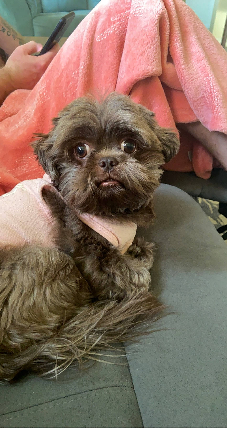 Evee Lynelle joined the competition — help win amazing prizes! canidae, carnivore, companion_dog, dog, dog_breed, dog_supply, ear, fawn, fur, liver, maltepoo, shih_tzu, snout, sporting_group, terrestrial_animal, terrier, toy_dog, whiskers, working_animal, wrinkle