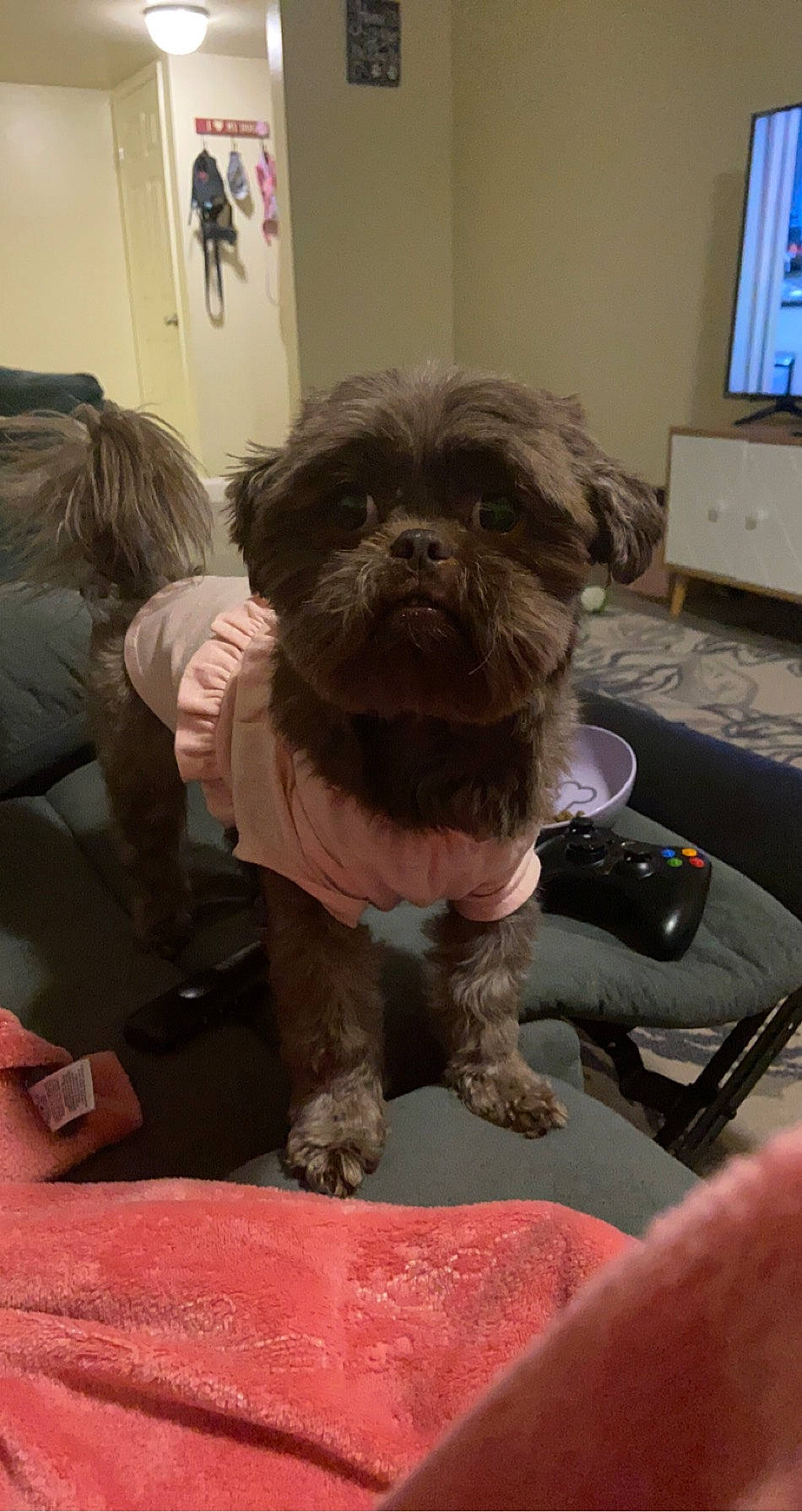 Evee Lynelle is registered to the contest to win money with this photo: carnivore, companion_dog, computer_monitor, dog, dog_breed, dog_clothes, dog_supply, fawn, fur, liver, picture_frame, shih_tzu, small_terrier, snout, sporting_group, television, terrier, toy_dog, working_animal, wrinkle