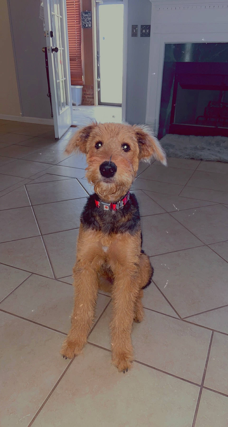 Walker Texas Ranger joined the competition — help win amazing prizes! canidae, carnivore, companion_dog, dog, dog_breed, dog_clothes, dog_supply, door, fawn, flooring, fur, hardwood, non_sporting_group, pet_supply, puppy, snout, sporting_group, terrier, toy, toy_dog