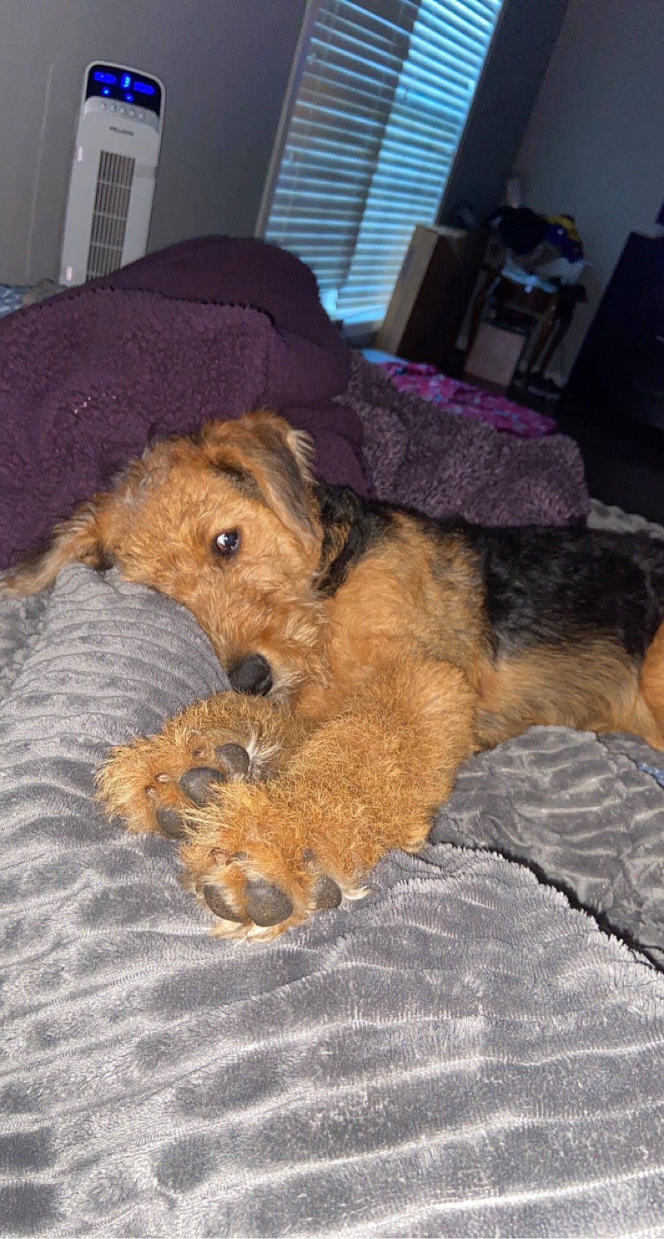 Walker Texas Ranger is registered to the contest to win money with this photo: airedale_terrier, canidae, carnivore, companion_dog, dog, dog_breed, fawn, flooring, fur, lakeland_terrier, mammal, natural_material, snout, sporting_group, terrestrial_animal, terrier, vertebrate, welsh_terrier, window_blind, working_animal