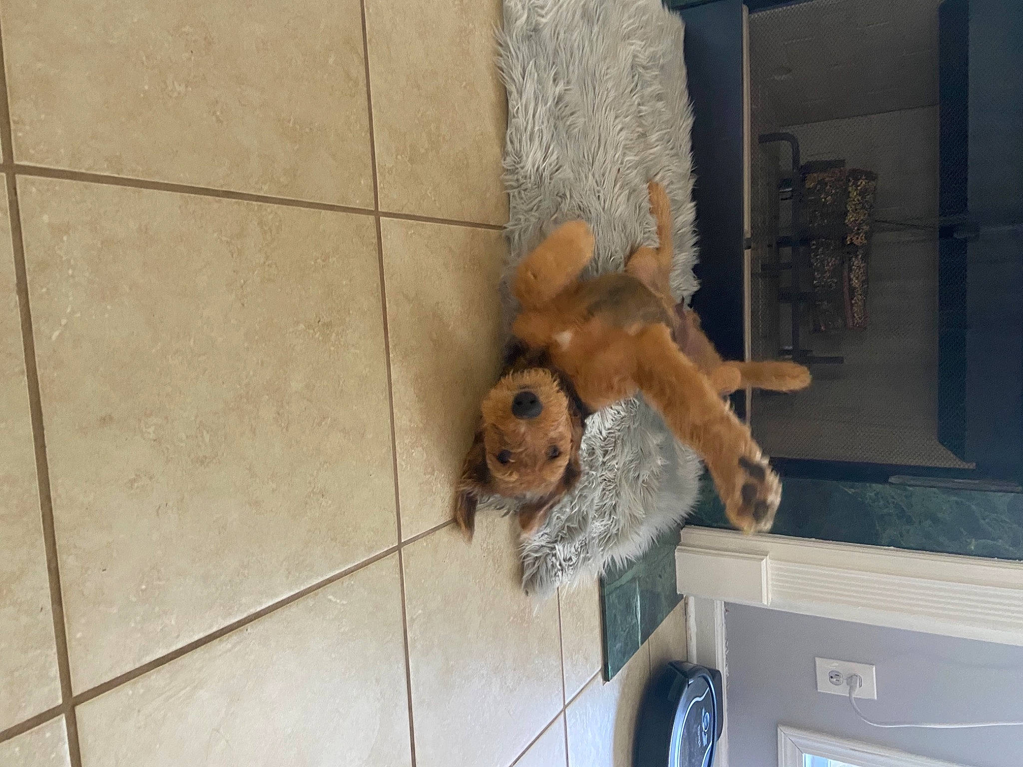 Walker Texas Ranger is registered to the contest to win money with this photo: canidae, carnivore, companion_dog, dog, dog_breed, fawn, flooring, fur, home_appliance, paw, pet_supply, snout, sporting_group, stuffed_toy, tail, toy, toy_dog, wood, working_animal