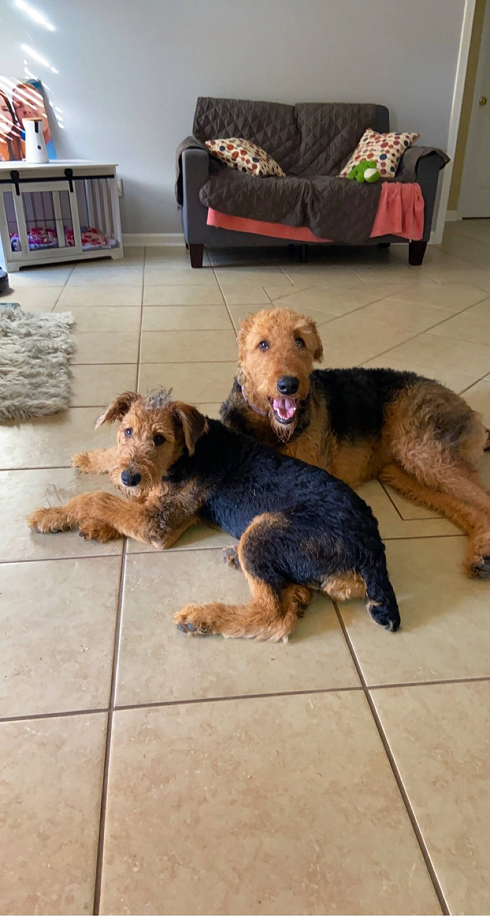 Walker Texas Ranger joined the competition — help win amazing prizes! airedale_terrier, canidae, carnivore, comfort, companion_dog, couch, dog, dog_breed, dog_supply, floor, flooring, fur, pet_supply, room, snout, sporting_group, terrier, welsh_terrier, working_animal