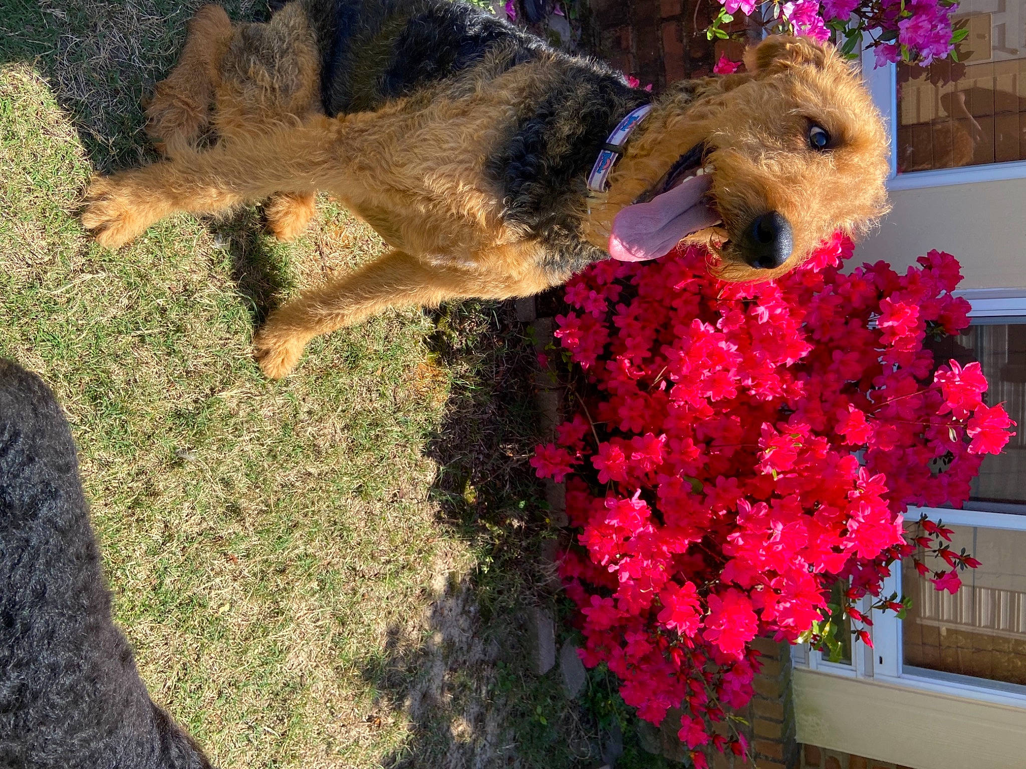 Rocco Gator is registered to the contest to win money with this photo: annual_plant, cut_flowers, event, fawn, floral_design, flower, flower_arranging, flowering_plant, fur, grass, holiday, magenta, marsupial, petal, plant, shrub, snout, tail, toy, tree