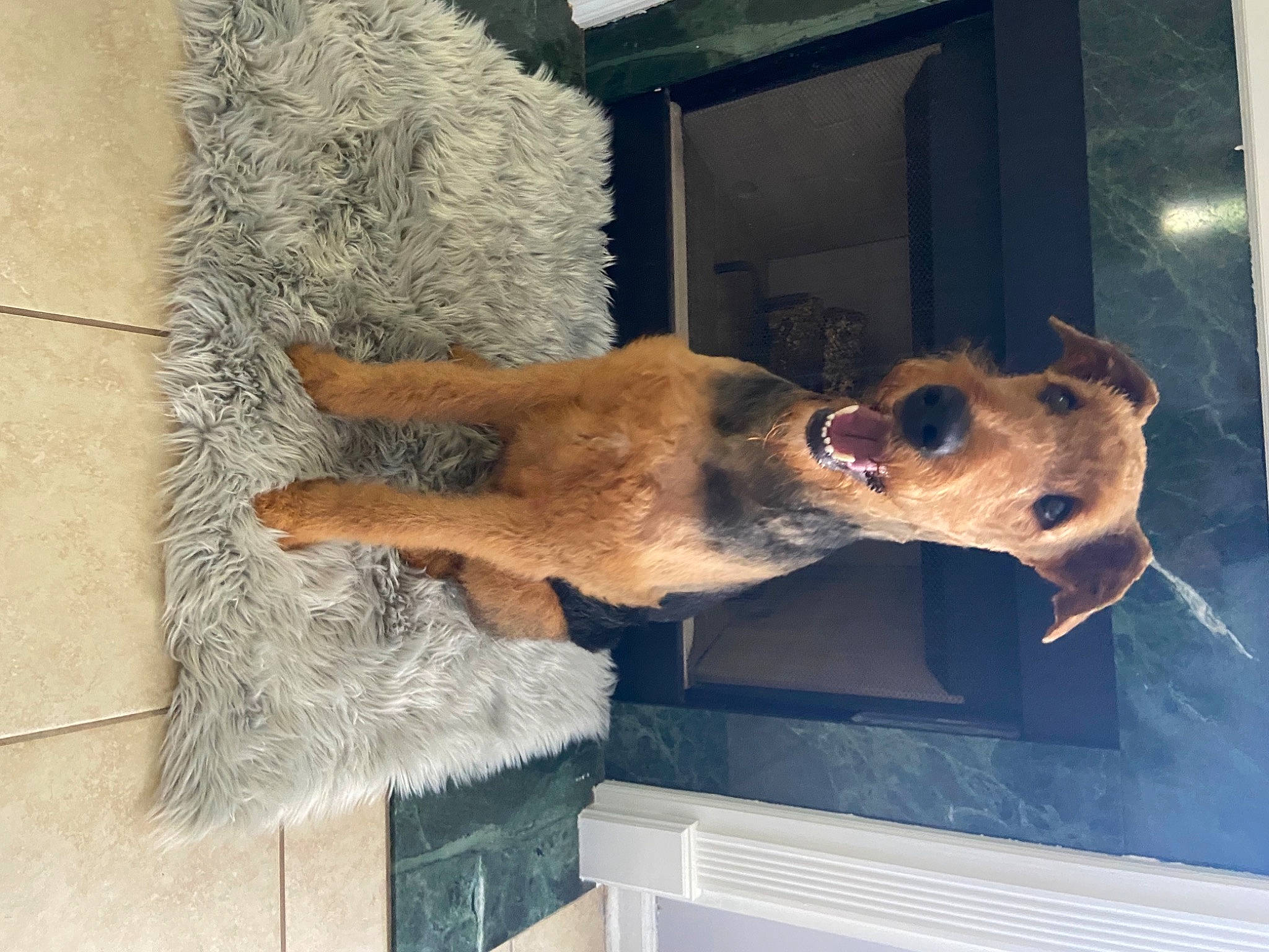 Rocco Gator joined the competition — help win amazing prizes! animal_shelter, canidae, carnivore, collar, companion_dog, dog, dog_breed, door, fawn, fur, guard_dog, liver, pet_supply, snout, sporting_group, vehicle_door, window, windshield, wood, working_animal
