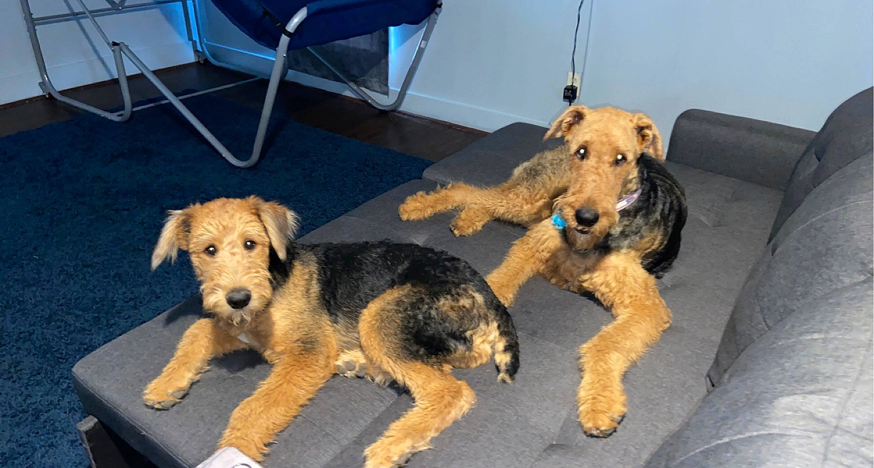 Rocco Gator joined the competition — help win amazing prizes! airedale_terrier, canidae, carnivore, chair, companion_dog, dog, dog_breed, fawn, flooring, fur, lakeland_terrier, snout, sporting_group, terrier, welsh_terrier, working_animal, working_dog