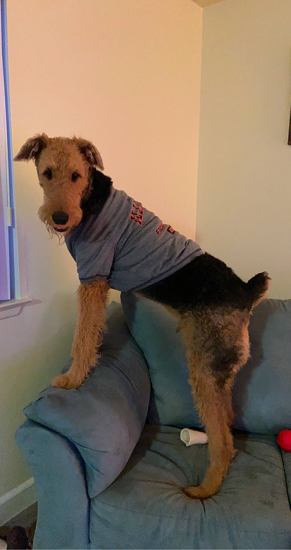 Rocco Gator is registered to the contest to win money with this photo: art, barefoot, canidae, carnivore, comfort, companion_dog, dog, dog_breed, dog_clothes, fawn, flooring, foot, fur, grey, human_leg, knee, sitting, sporting_group, thigh, waist