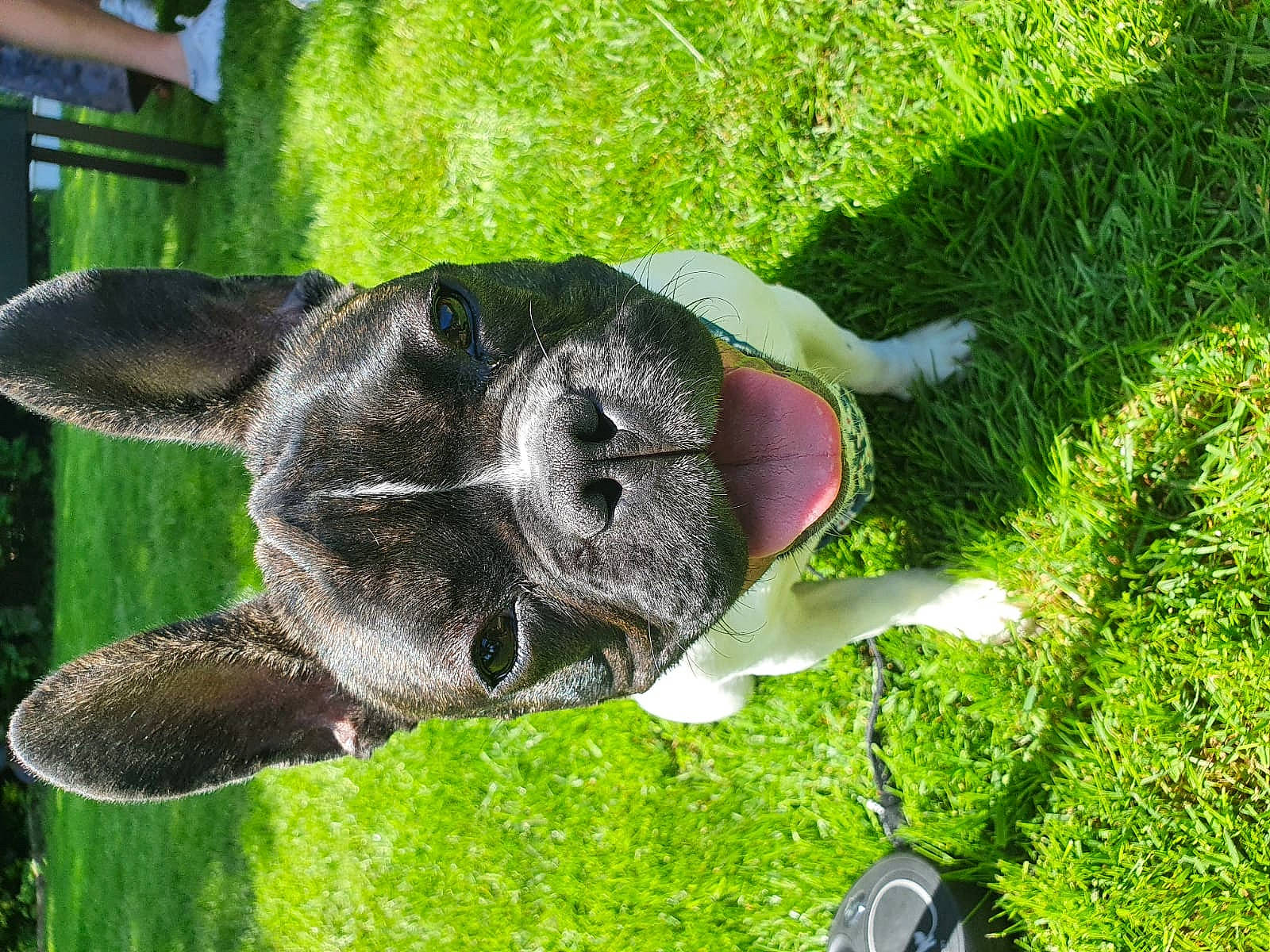 Raylee a rejoint le concours — aidez-le/la à gagner de superbes lots ! art, canidae, carnivore, dog_breed, fawn, garden, grass, green, groundcover, lawn_ornament, non_sporting_group, plant, rock, sculpture, shrub, snout, sporting_group, terrestrial_animal, working_animal, yard